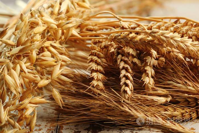 小麦,黑麦,燕麦(avena).照片-正版商用图片15rj2n-摄图新视界