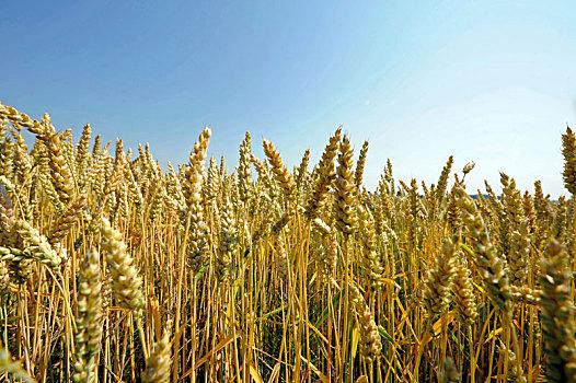 小麦麦穗图片_小麦麦穗图片大全_小麦麦穗图片素材