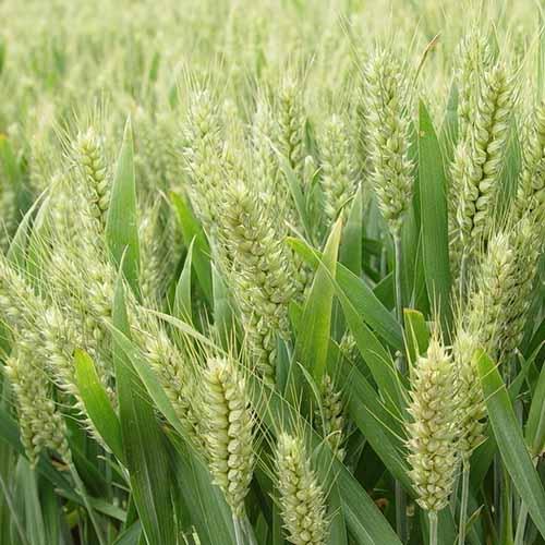 封丘县种植销售高产小麦/玉米
