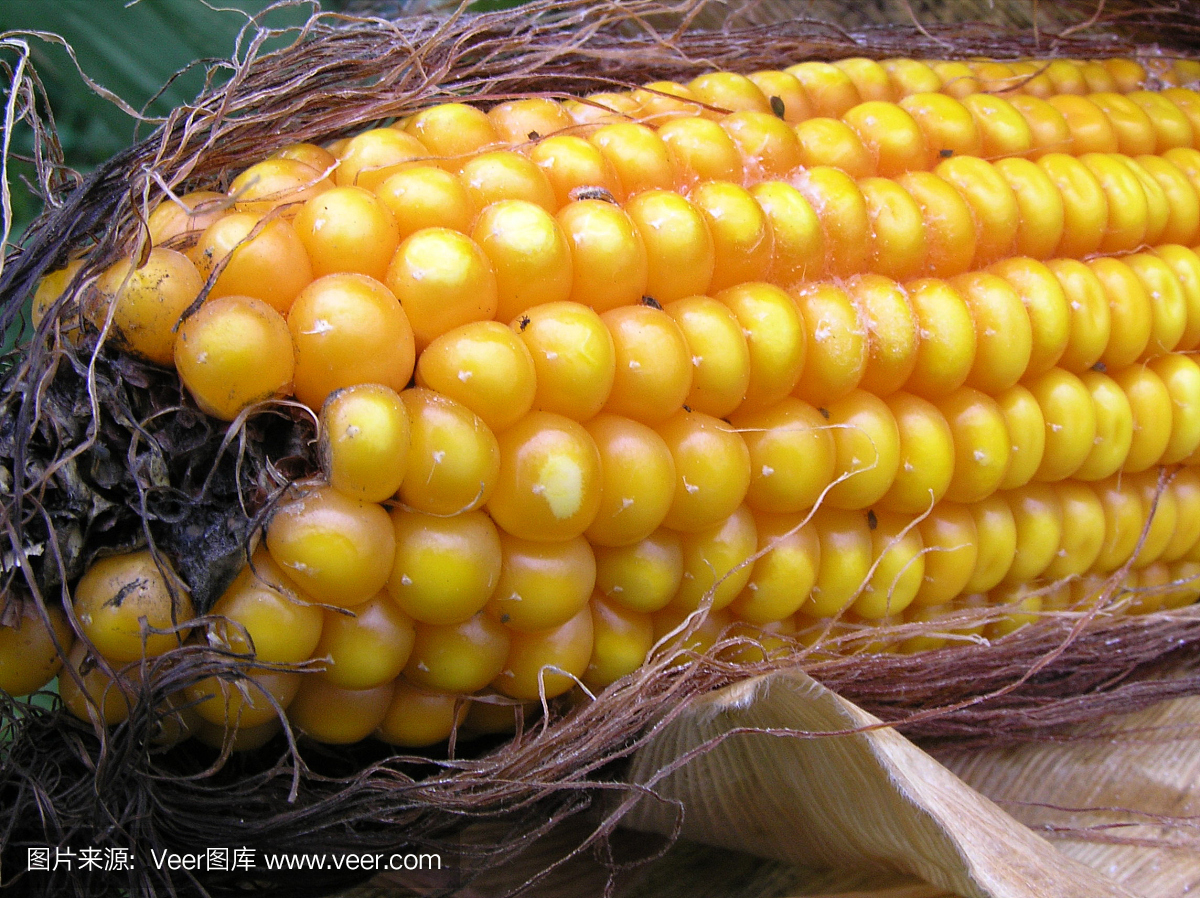 自然有机玉米